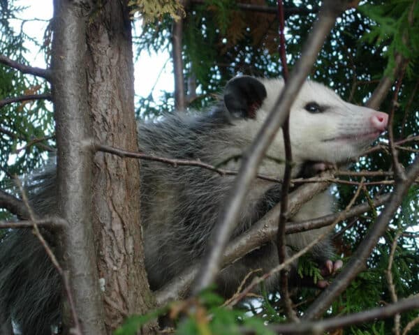 Opossum in a tree