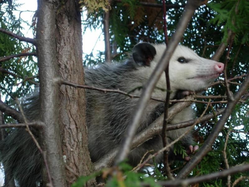 Opossum in a tree